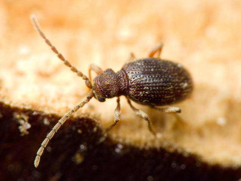 Ptinus rufipes Olivier, 1790